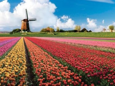 A bolha das tulipas jamais existiu. Isso é o que de fato ocorreu.