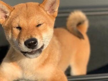 Shiba Inu, o cachorro que vale mais que a XP e BTG juntos