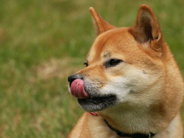 Alguém trocou 50 Shibas por 50 Bitcoins em uma falha de segurança da Coinbase