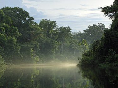 450 Hectares de floresta amazônica são vendidos em formato NFT