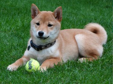 Alguém transformou 10 Ethereum em US$40 milhões em tokens Shiba. E agora tenta vender