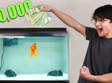 Ele deu $50 mil dólares para um peixe comprar ações