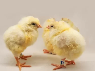 <strong>Essa startup quer evitar a morte de 7 bilhões de animais por ano. Impedindo-os de nascer</strong>