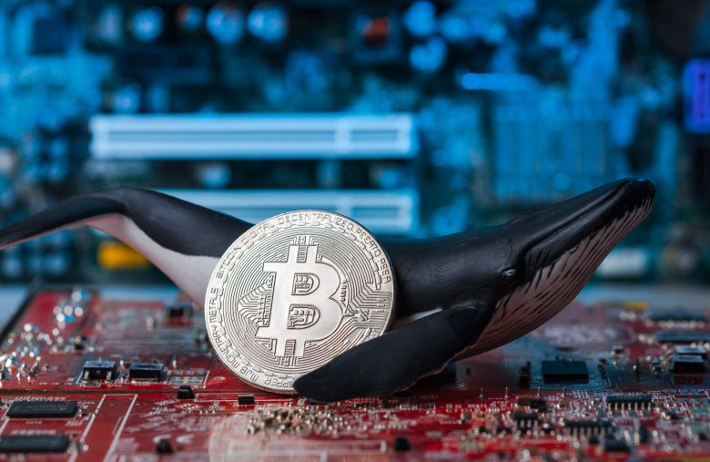 Whale,Figure,Holding,Silver,Bitcoin,On,Red,Intergrated,Circuit,-