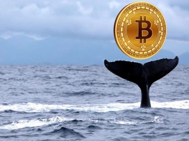 Baleias estão desesperadas para comprar o seu Bitcoin, comprova analista