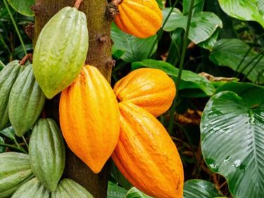 Chocolate pode ficar até 6% mais caro nesta Páscoa com alta recorde do cacau